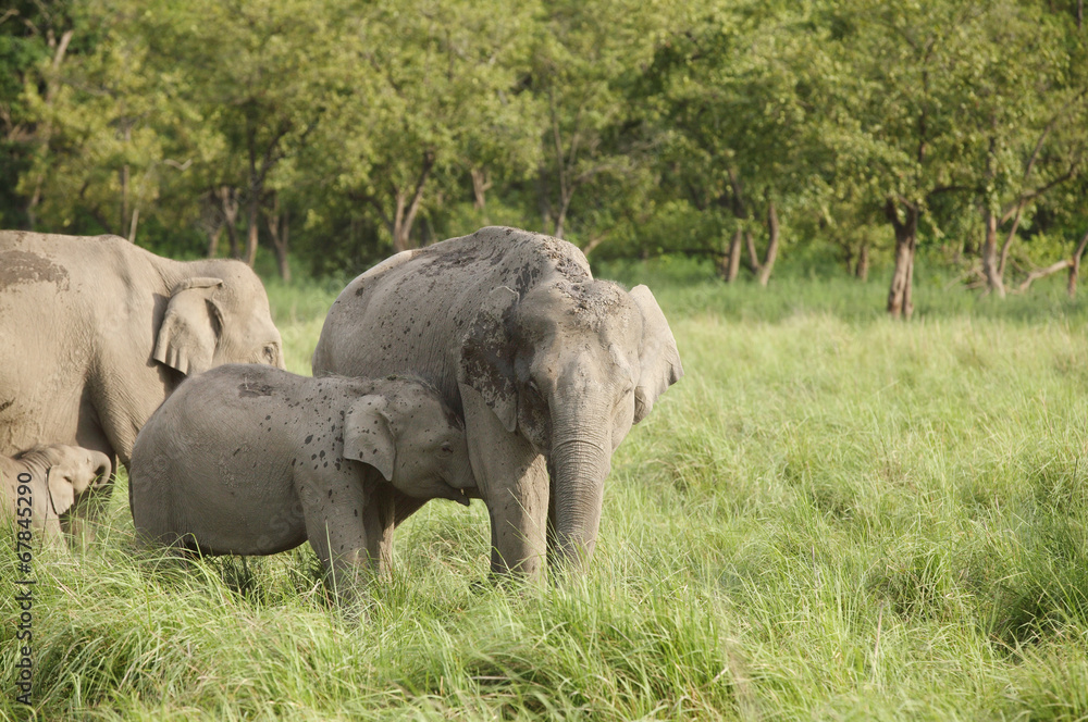 Calf and mother elephants Calf and mother elephants