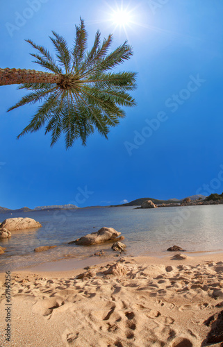 Tropical beach paradise with palm tree