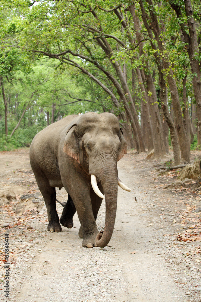 Tusker in the Jim Corbett