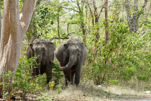 Two elephants coming out of the Jungle © Dr Ajay Kumar Singh