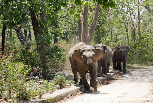 Elephant Charging © Dr Ajay Kumar Singh