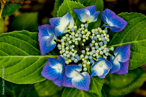 Blue Hydrangea