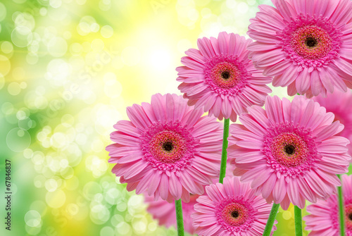 Close up of gerber flower