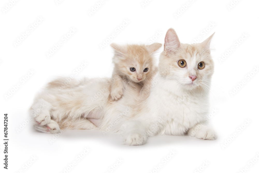 cute adult cat with little kitten