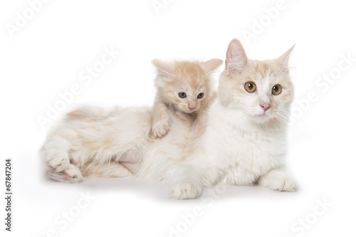 Fototapeta Naklejka Na Ścianę i Meble -  cute adult cat with little kitten
