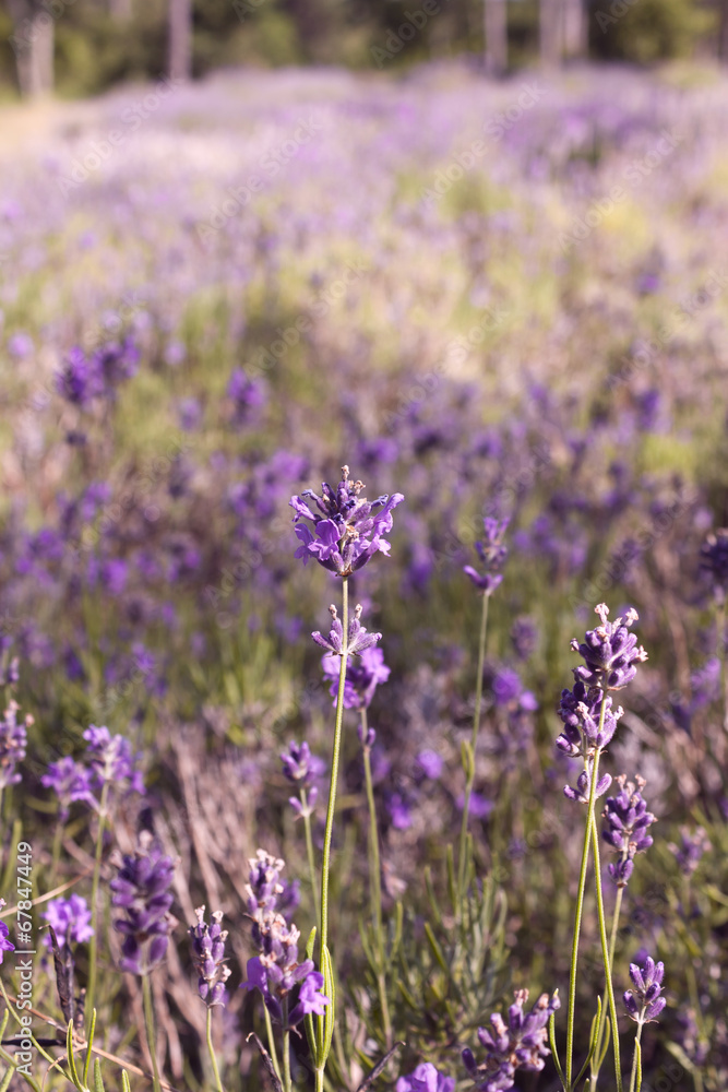 Naklejka premium Lavender field in Harwich, Massachusetts on Cape Cod.