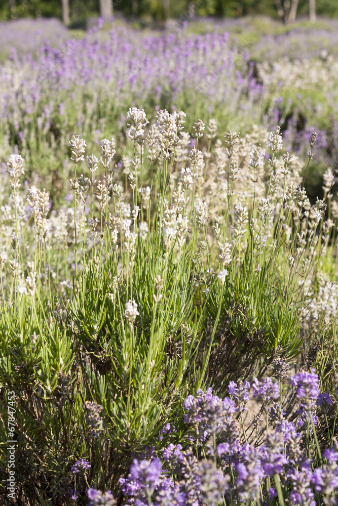 Fototapeta premium Lavender field in Harwich, Massachusetts on Cape Cod.
