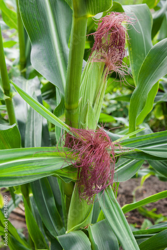 Fresh corn in farm