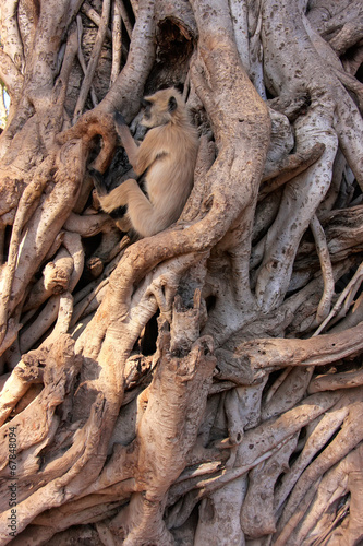 Gray langur (Semnopithecus dussumieri) sitting in a big tree, Ra