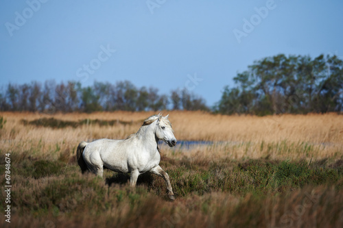 White horse of Camargue