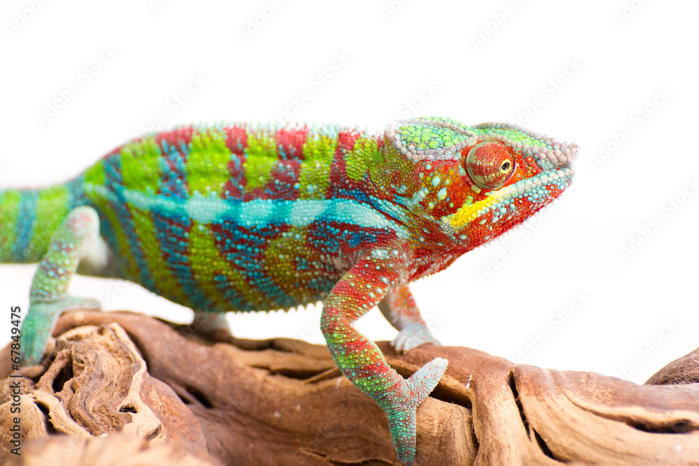 Naklejka premium Chameleon