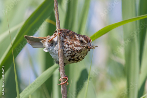 Song Sparrow