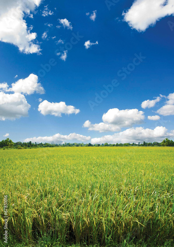 paddy rice field with cloud background