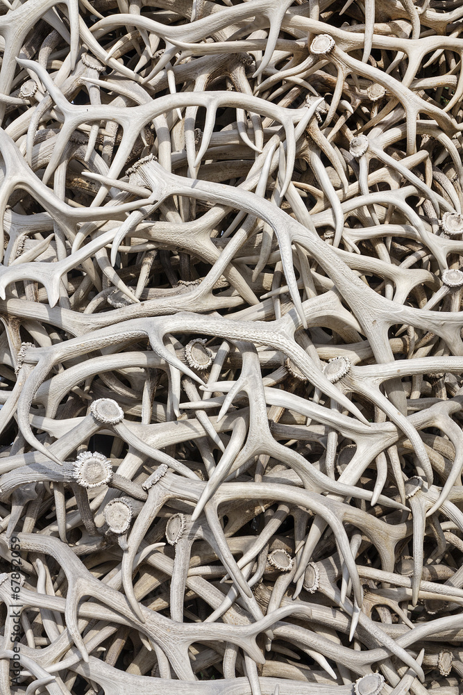 Close up of Elk Antler in Jackson Town Square, Wyoming Close up of Elk Antler in Jackson Town Square, Wyoming