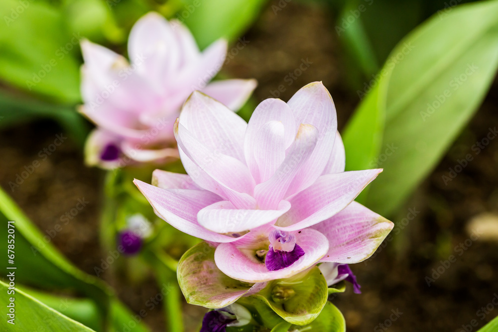 Siam tulip inl chiangmai Thailand