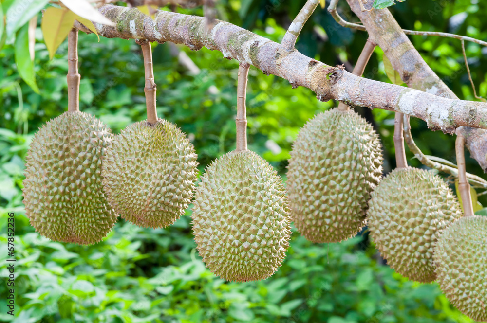 Fresh durian on tree Fresh durian on tree