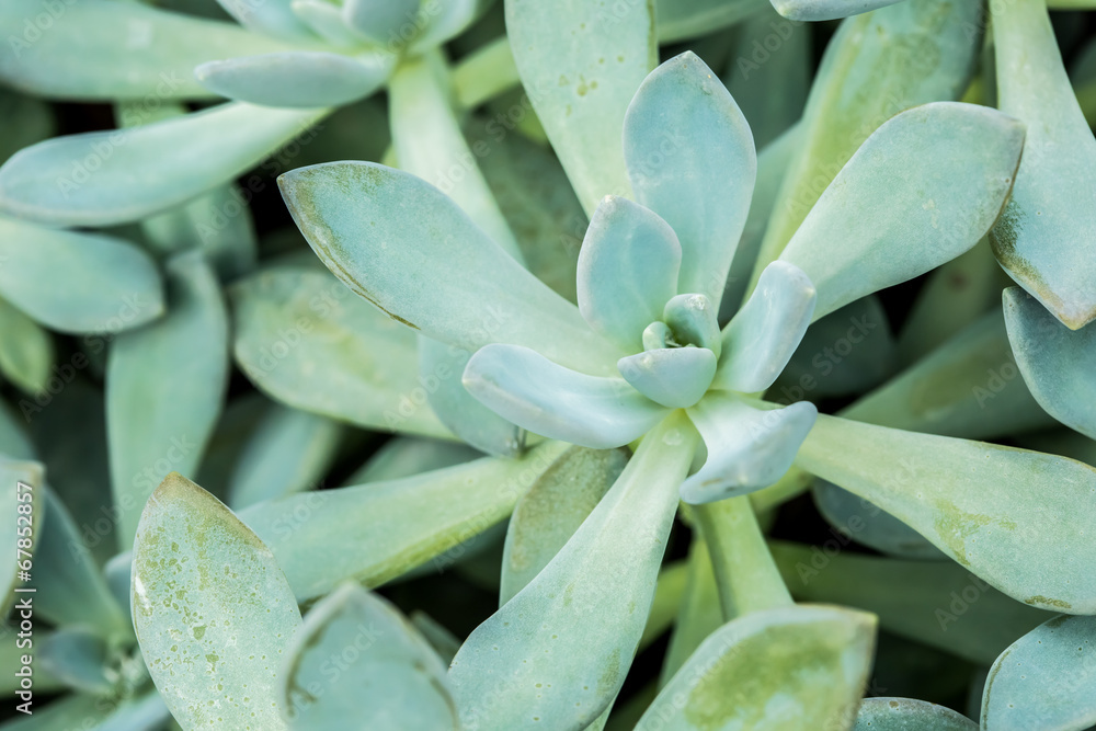 succulent in chiangmai Thailand succulent in chiangmai Thailand