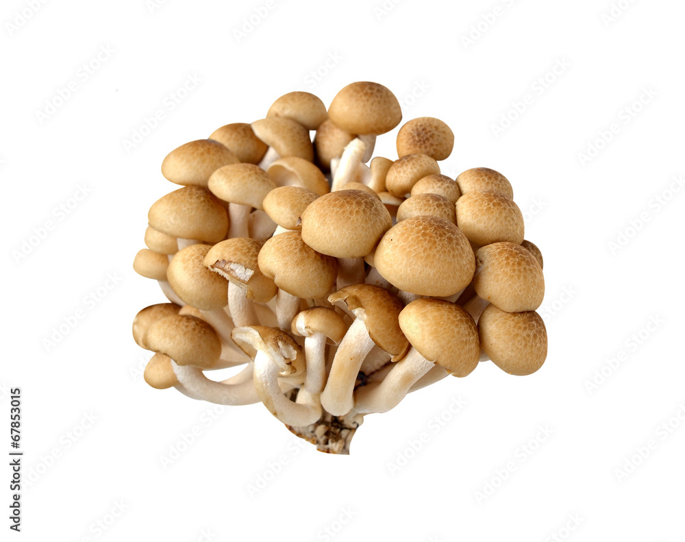 Beach Brown Mushroom on a white background Beach Brown Mushroom on a white background