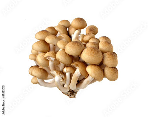 Beach Brown Mushroom on a white background