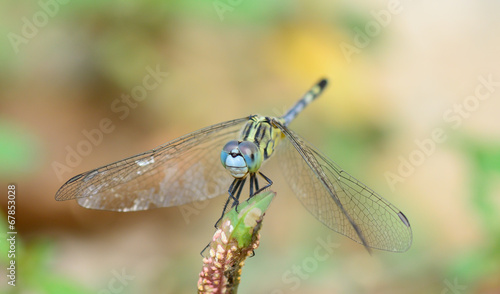 blue yellow dragonfly standing on green branch   selective focu © thatreec
