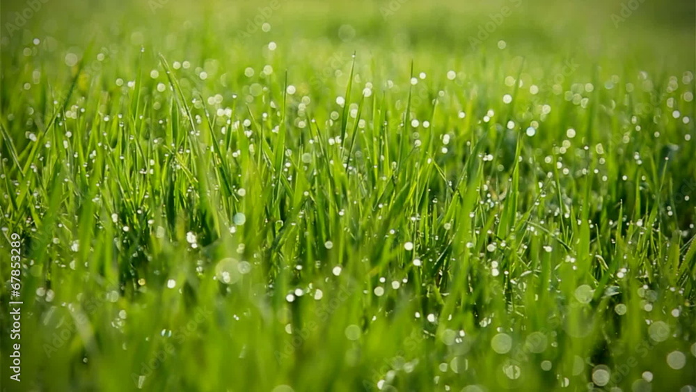 Grass With Dew Trembles in the wind. Grass With Dew Trembles in the wind.