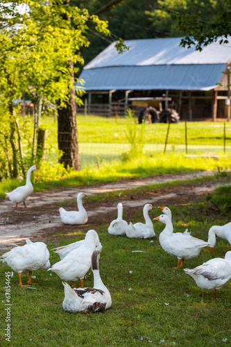 White geese photo