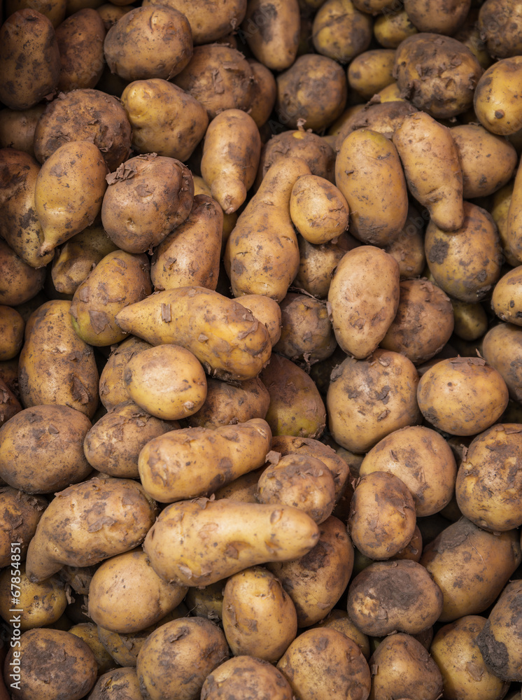 Raw dirty potatoes in market. Potatoes as background. Raw dirty potatoes in market. Potatoes as background.