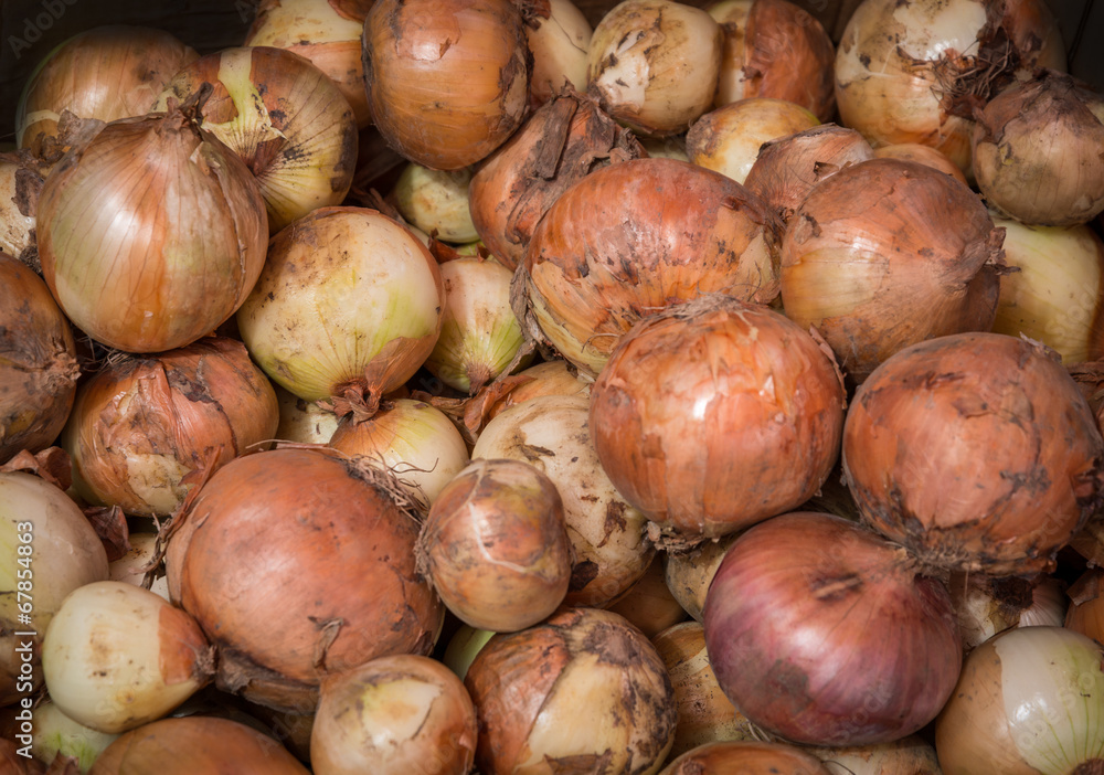 Obraz premium Raw dirty onions. Ripe onions as background.
