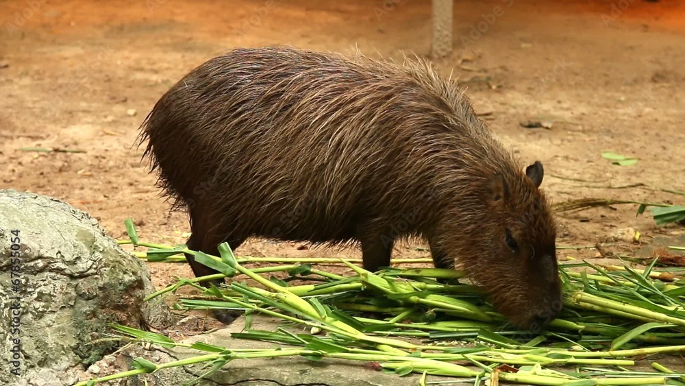 Capybara in chiangmai-nightsafari, chiangmai Thailand