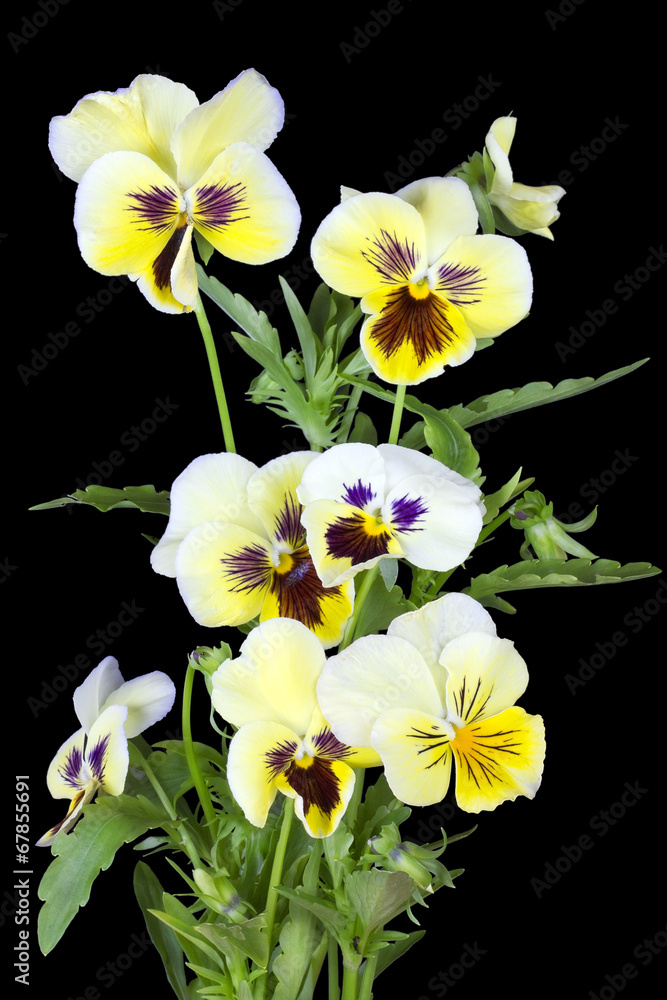 Obraz premium Yellow pansies for Halloween