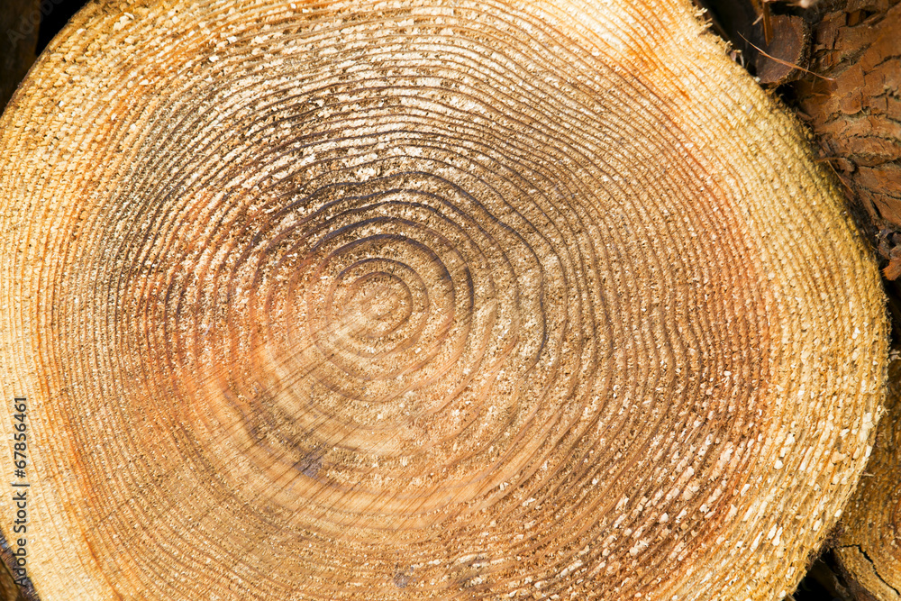 Naklejka premium tree trunk section