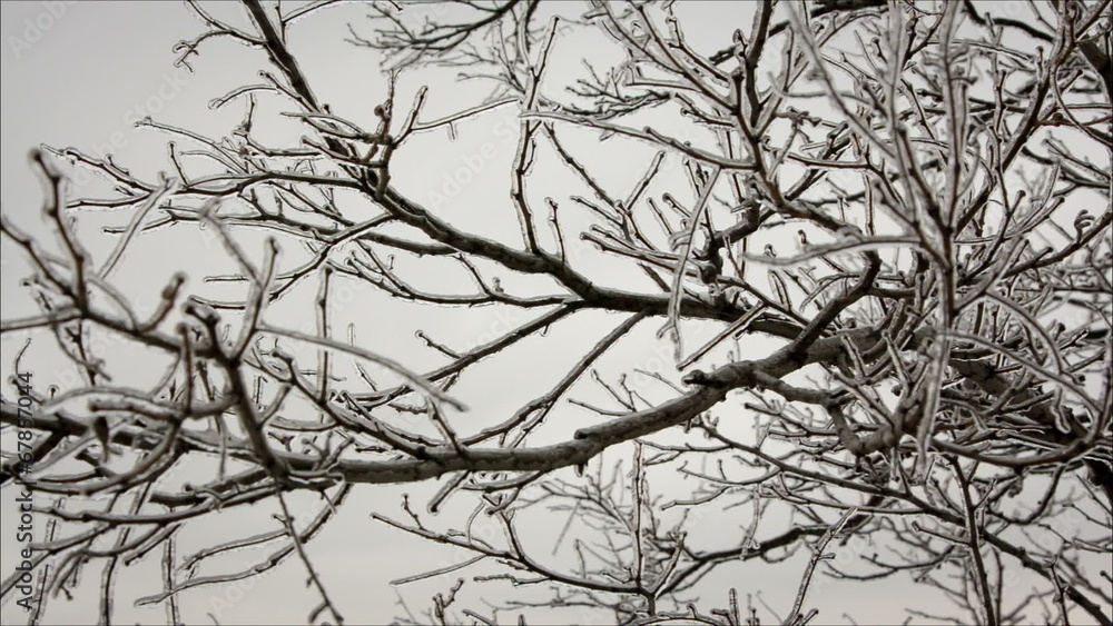 ice crystals on the branches ice crystals on the branches
