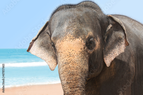 Einsamer Elefant am Meer