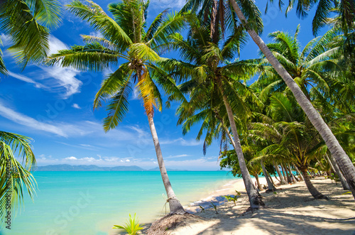 Sonne, Palmen, Meer und Sand: Karibischer Traumstrand :)
