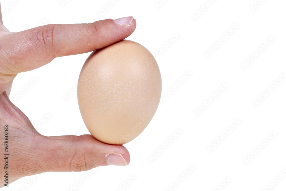 Hand holding hen egg, isolated on white background Hand holding hen egg, isolated on white background