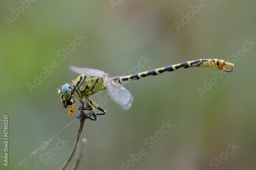 Onychogomphus forcipatus, male