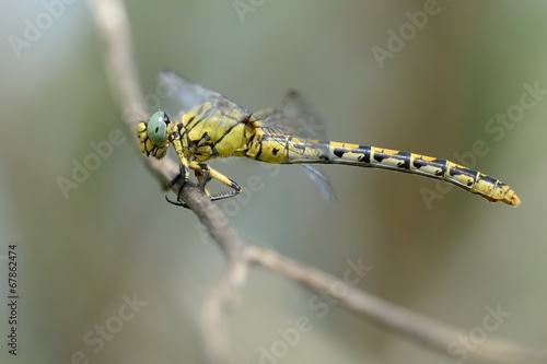 Onychogomphus forcipatus, female photo