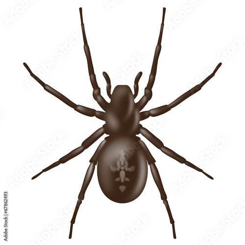 Braune Kreuzspinne von oben – Vektor und freigestellt