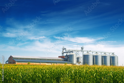 Grain Silos in Corn Field