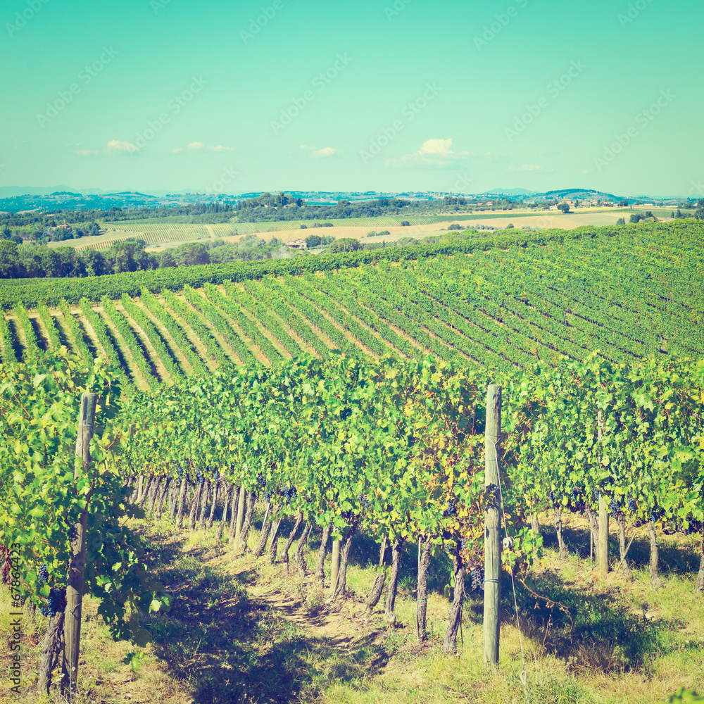 Vineyard Vineyard
