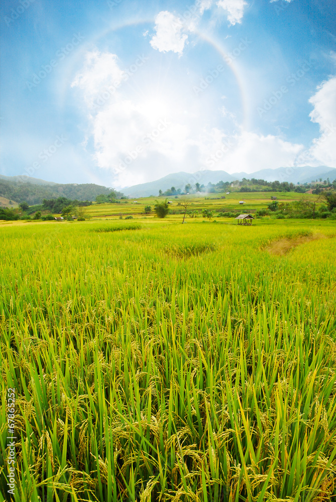 Rice field