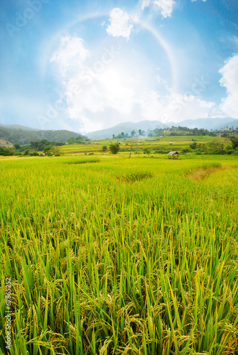 Rice field