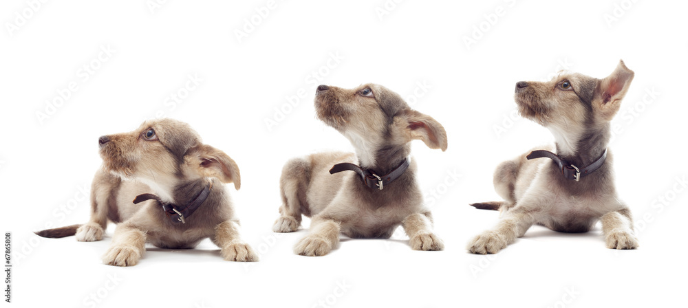 Obraz premium puppy looks sideways