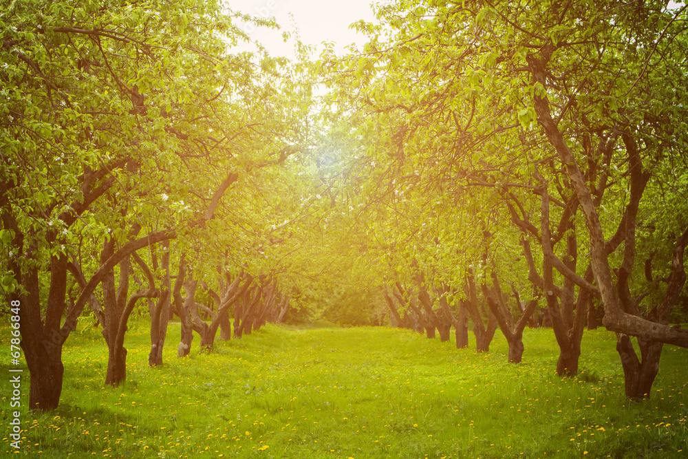 Apple trees alley.