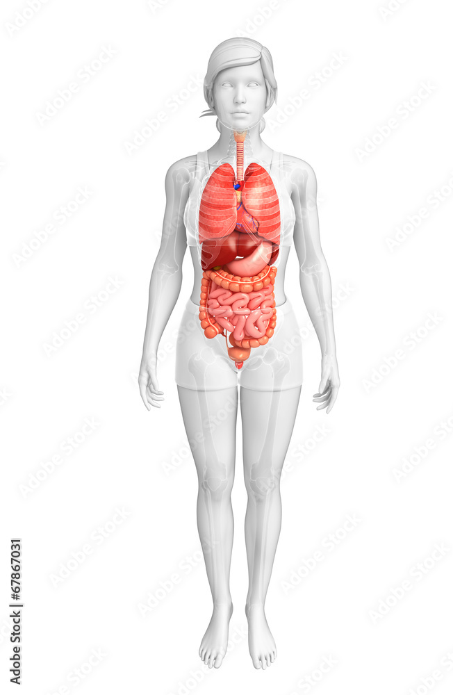 Digestive system of female body