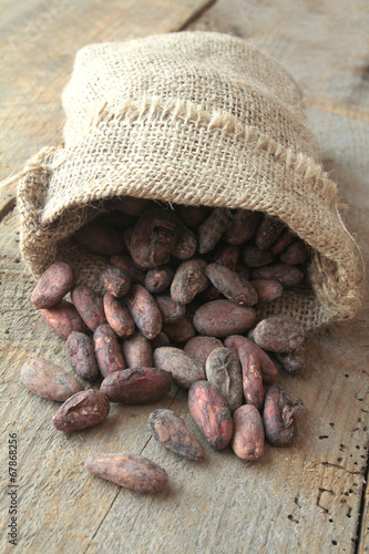 fèves de cacao photo