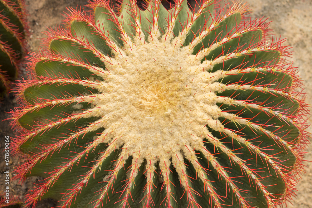cactus on the white background cactus on the white background