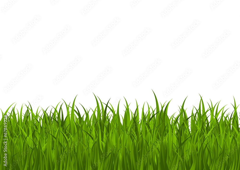 Fototapeta premium Green grass border for Your design