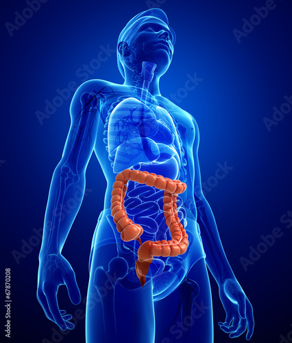 Male large intestine anatomy photo