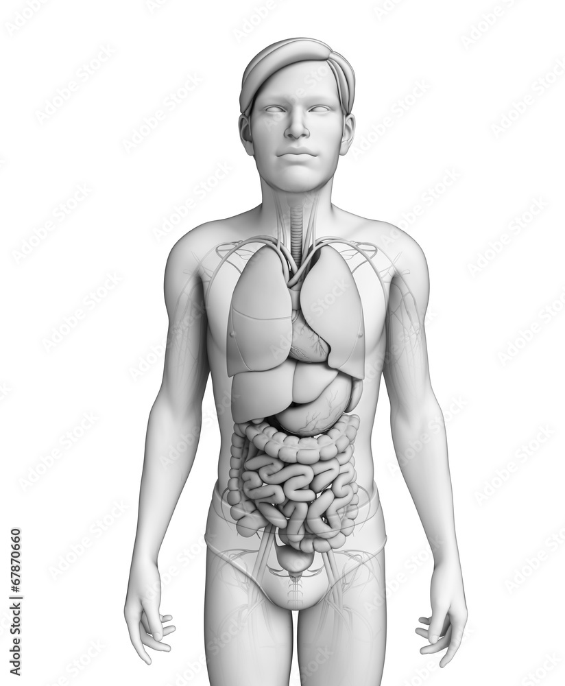 Digestive system of male anatomy Digestive system of male anatomy